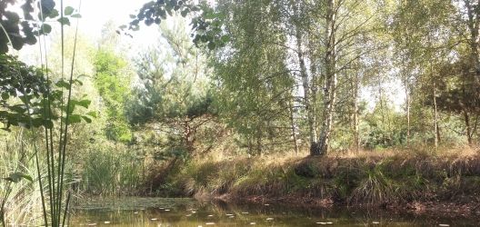 adamowek kraniec swiata cov